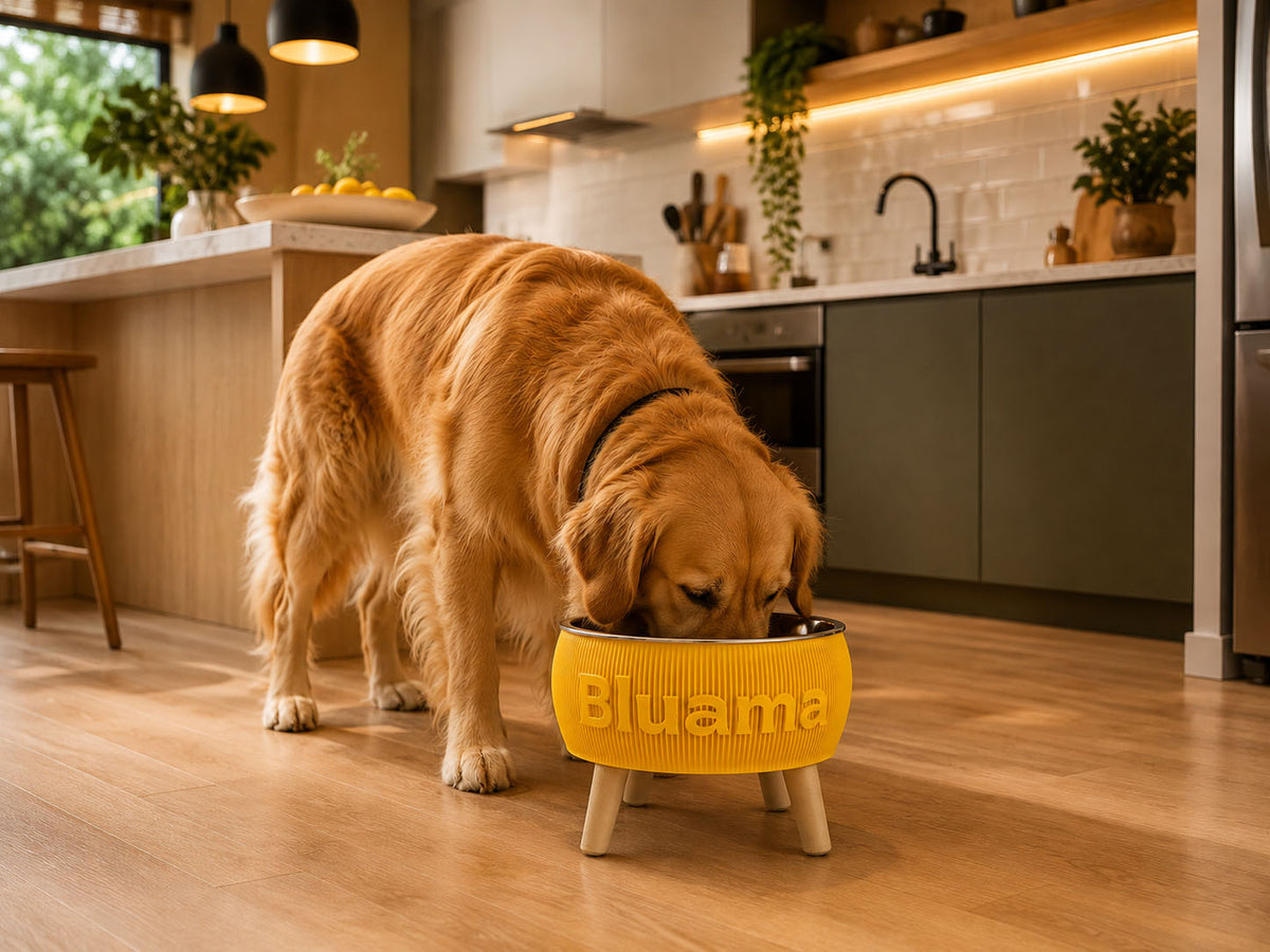 BLUAMA CENIT M