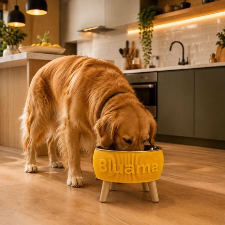 BLUAMA CENIT M